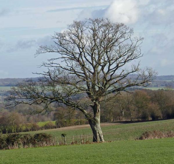 tree in fields in winter